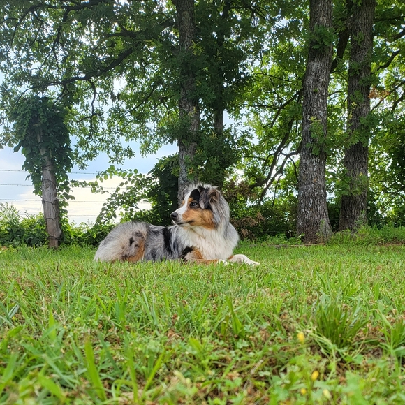 Meet your Posher, Ruger's Boutique 🐕🌿 - Picture 7 of 9